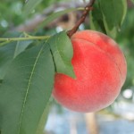 桃が変色する原因！味も変わるの？防止するには砂糖？塩水？時間は？