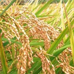 早場米の収穫時期や価格、品種は？超早場米との違いとは？