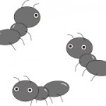 小さい蟻が家の中や台所で大量発生！その原因と駆除方法は？
