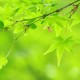 新緑の候の意味！正しい時期はいつからいつまで？同義語は？？